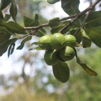 Macadamia ternifolia F.Muell.